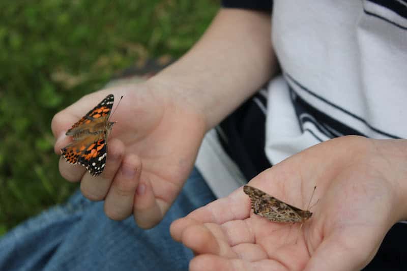 Butterfly Unit Study